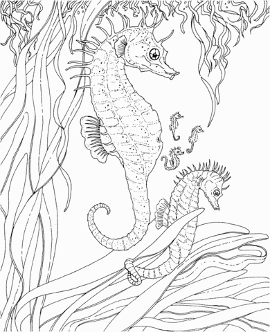 Adult Seahorse And Seahorse Babies Coloring Page